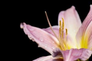 gros plan de pollen et d'étamine de fleur de lys rose photo