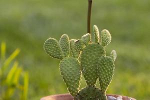plante fraîche de cactus dans le pot photo