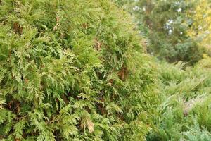 aménagement paysager conifères mélanger. des arbres et arbustes dans vert couleurs photo