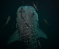 une baleine requin est en mangeant plancton ,gracieux mer créature glissement par sous-marin Marin la vie ,gracieux Marin créature nager dans vibrant sous-marin écosystème. faune et mer vie. photo