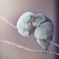 une paire de perroquets perché sur une bifurquer,, vibrant faune fermer, parfait pour animal les amoureux et la nature passionnés. photo