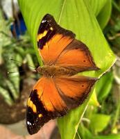 magnifique papillon sur fleur pétale dans la nature serein beauté vibrant papillon sur fleur dans la nature beauté, mettant en valeur faune et plante interaction. photo