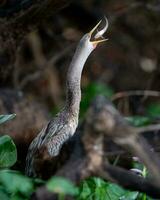 content aviaire dans Naturel faune une mignonne oiseau dans vol photo