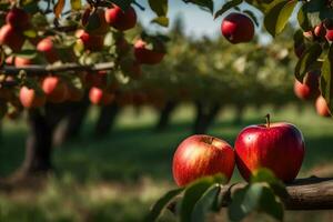 deux pommes sont séance sur une branche dans un Pomme verger. généré par ai photo