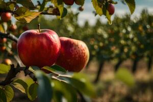 deux pommes sont sur le branche de un Pomme arbre. généré par ai photo