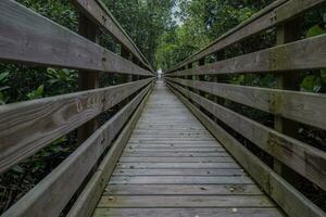 en bois promenade par le des arbres photo