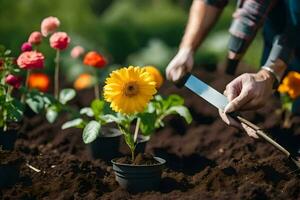 une homme est Coupe fleurs dans une jardin. généré par ai photo