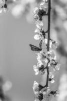 papillon sur une branche avec des fleurs d'abricot en noir et blanc photo