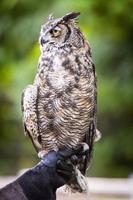 hibou grand duc photo