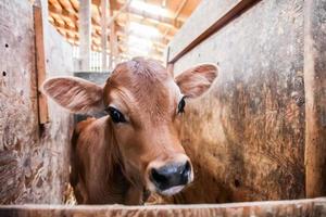 vache laitière dans la grange photo