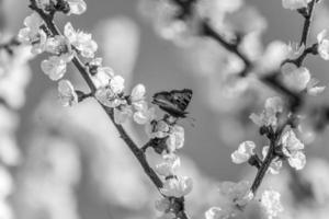 papillon sur une branche avec des fleurs d'abricot en noir et blanc