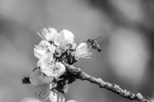 abeille sur la fleur d'abricot au printemps photo