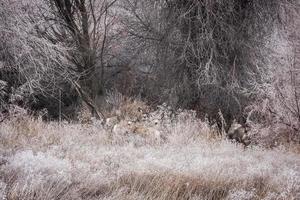 cerf dans l'armoise photo