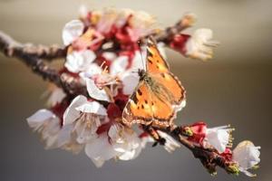 papillon sur branche de fleurs d'abricot photo