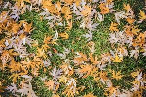 feuilles d'automne sur l'herbe verte photo