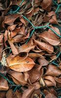 sec feuilles et câble photo