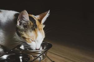 chat tricolore affamé mange de la nourriture sèche photo