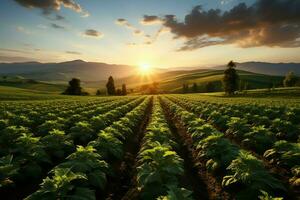 magnifique vue de une thé champ plantation, vignoble ferme ou fraise jardin dans le vert collines à lever du soleil concept par ai généré photo