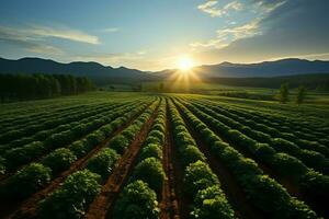 magnifique vue de une thé champ plantation, vignoble ferme ou fraise jardin dans le vert collines à lever du soleil concept par ai généré photo