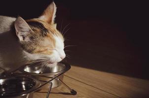 chat tricolore affamé mange de la nourriture sèche photo