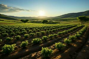 magnifique vue de une thé champ plantation, vignoble ferme ou fraise jardin dans le vert collines à lever du soleil concept par ai généré photo