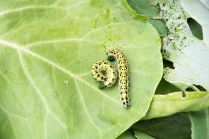 les chenilles dévorent les feuilles de chou vert photo