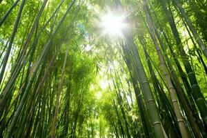 vue de botanique vert bambou tropical forêt dans lumière du jour. Oriental bambou bosquet dans Chine Japonais concept par ai généré photo