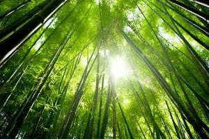 vue de botanique vert bambou tropical forêt dans lumière du jour. Oriental bambou bosquet dans Chine Japonais concept par ai généré photo