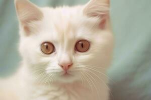 mignonne petit duveteux chaton avec magnifique yeux est séance ou repos. Britanique cheveux courts. chat journée concept par ai généré photo