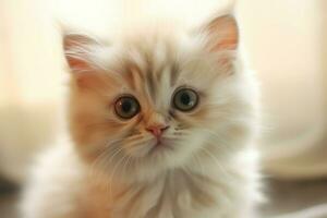 mignonne petit duveteux chaton avec magnifique yeux est séance ou repos. Britanique cheveux courts. chat journée concept par ai généré photo