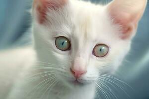 mignonne petit duveteux chaton avec magnifique yeux est séance ou repos. Britanique cheveux courts. chat journée concept par ai généré photo