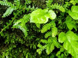 fraîcheur petites feuilles de fougère avec mousse et algues dans le jardin tropical photo