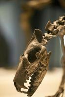 ancien squelette de dinosaure préhistorique fossile