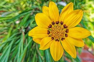 gros plan fleur de gazania jaune dans la nature photo