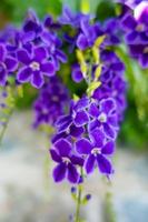 fleurs violettes duranta erecta dans la nature