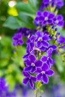 fleurs violettes duranta erecta dans la nature