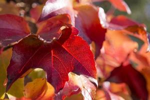 feuilles de vigne rouge rétroéclairé d'automne photo