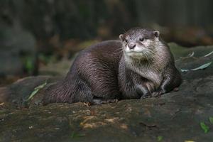 petite loutre à griffes asiatique photo