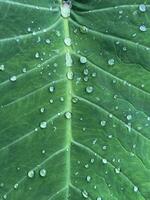 une vert feuille avec roulant eau, proche en haut de feuille Naturel Contexte photo