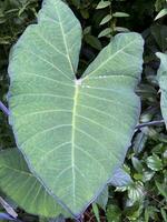 vert feuille avec roulant eau, proche en haut de feuille Naturel Contexte photo