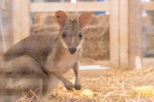 wallaby ou mini kangourou photo