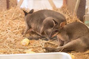 wallaby ou mini kangourou photo