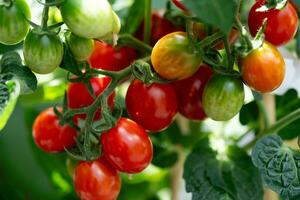 rouge rond tomates solanum lycopersicum pour une salade ou une soupe photo