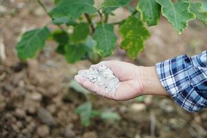 proche en haut jardinier main détient cendre poudre à fertiliser les plantes dans jardin. concept, biologique jardinage. cendres pouvez avoir débarrasser de insectes, ravageurs de végétaux, améliorer sol. photo