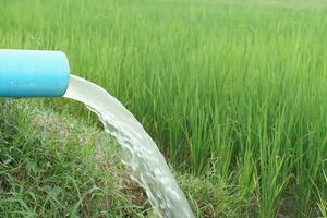 bleu tuyau avec écoulement l'eau à vert paddy champ lequel agriculteur utilisation une l'eau pompage machine par le tuyau dans riz plantation.concept, prise se soucier de agriculture surgir photo