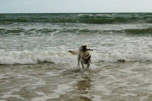 blanc court recouvert Britanique Labrador retriever sur le plage de blavand Danemark photo