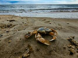 Nord mer Crabes sur le plage dans blavand Danemark photo