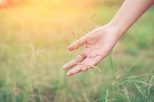 main de femme touchant l'herbe verte dans les prés. photo