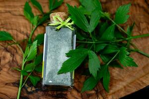 feuilles de le livèche plante lévistique officinale Frais et séché photo