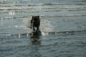 blanc court recouvert Britanique Labrador retriever sur le plage de blavand Danemark photo